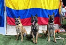 H&eacute;roes de cuatro patas: Venezuela reconoce la labor de perros rescatistas colombianos tras el terremoto